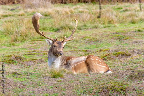male stag fallow deer laying on the gorund © russell102