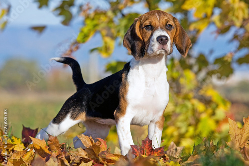 Portrait of nice beagle photo