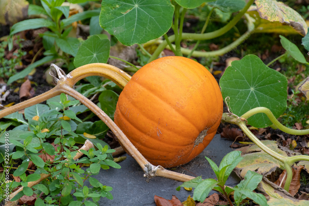 Ripe pumpkin still growing on the plant