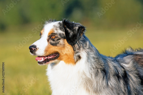 Portrait of nice australian shepherd dog © lenkadan