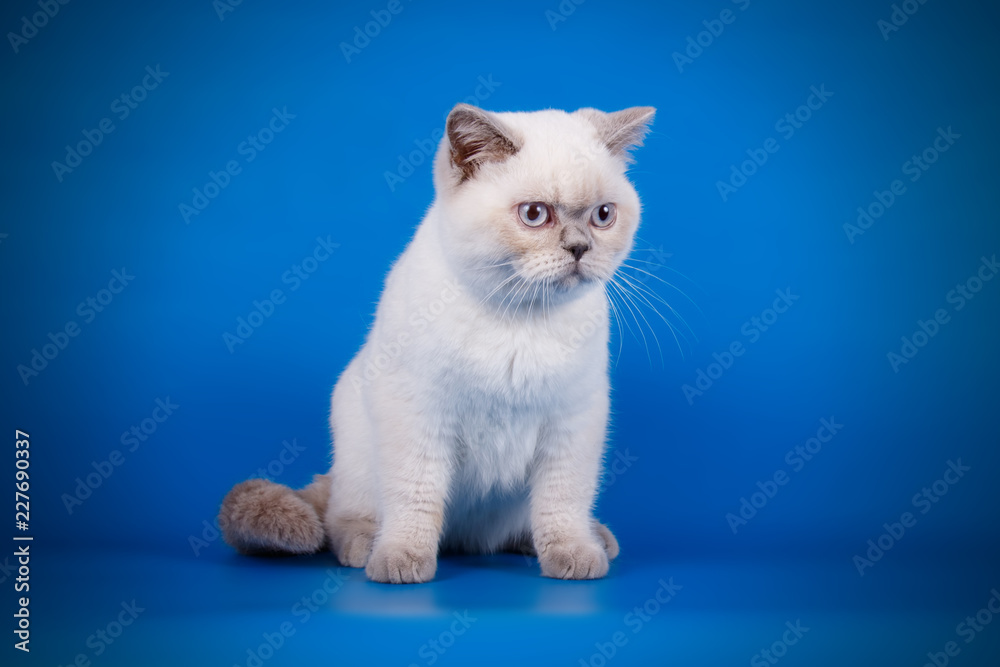 Fototapeta premium British shorthair cat on colored backgrounds