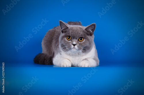 Fototapeta Naklejka Na Ścianę i Meble -  British shorthair cat on colored backgrounds