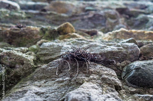 Radici tra le rocce del muro