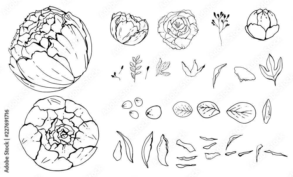 Pion flowers, Hand-drawn. objects isolated. Botanical drawings, Black and white with line art illustration.on white background, Vector illustration, sketch Pion flowers, Hand-drawn. objects isolated. Botanical drawings, Black and white with line art illustration.on white background, Vector illustration, sketch