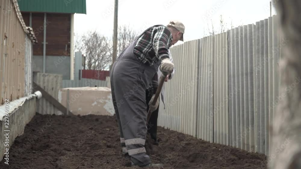 man and woman digging and planting potatoes man and woman digging and planting potatoes
