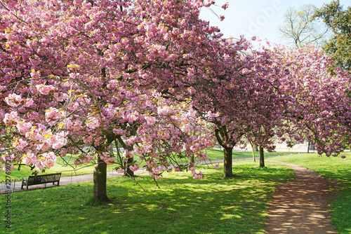 Cherry blossom trees in West London, Kensington Gardens