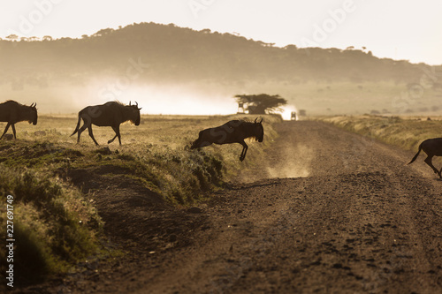 Wildebeest  Gnu Antelope  running over a road in Serengeti National Park  Africa.