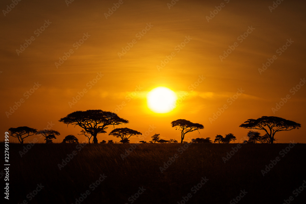 Acacia trees at sunrise with beatiful red sky in background. National Park of Serengeti Tanzania.