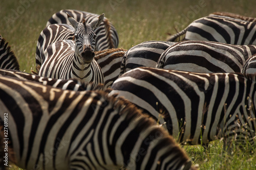 Group of zebra eating grass in National Park of Serengeti, Tanzania.