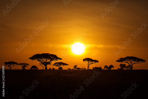 Acacia trees at sunrise with beatiful red sky in background. National Park of Serengeti Tanzania.