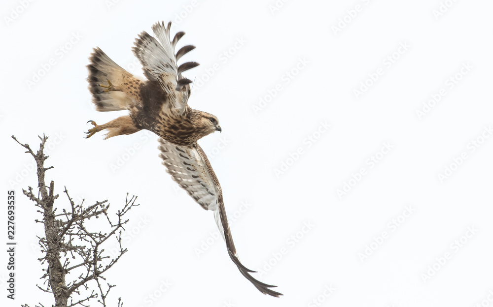 Obraz premium Hawk
