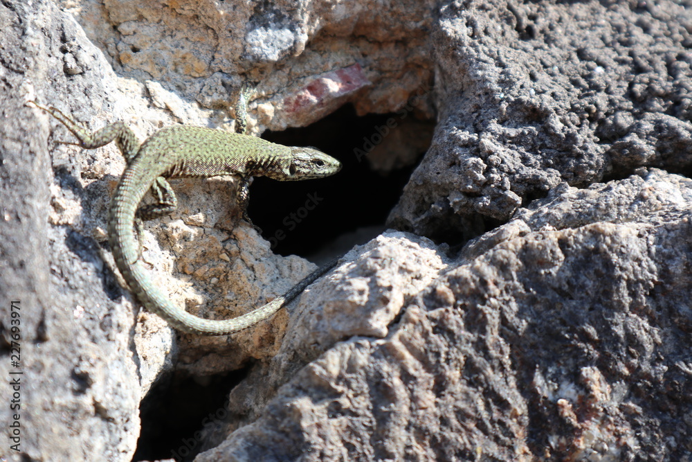 Obraz premium Eidechse vor ihrer Höhle