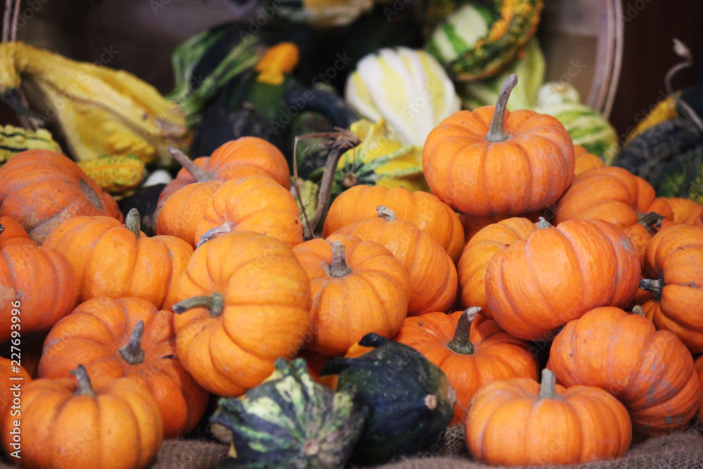 Fall Harvest Fall Harvest