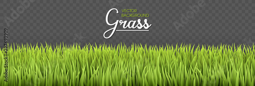 Summer background. Green grass borders. Texture High green fresh grass isolated on transparent background. Vector illustration nature background.