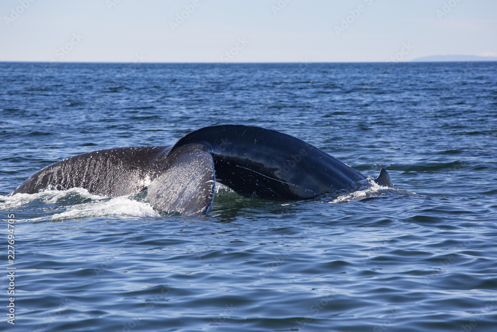 Fototapeta premium Baleine à bosses