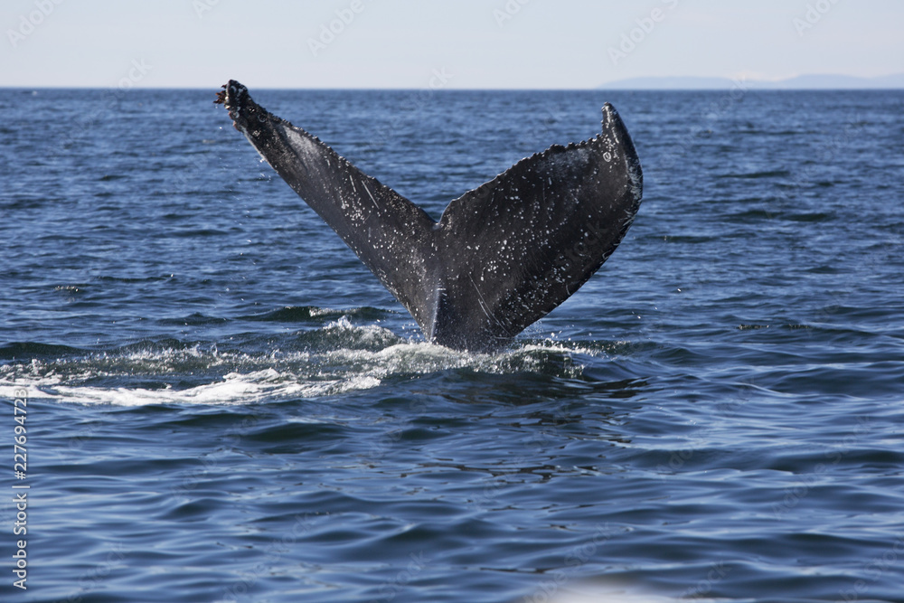 Fototapeta premium Baleine à bosses