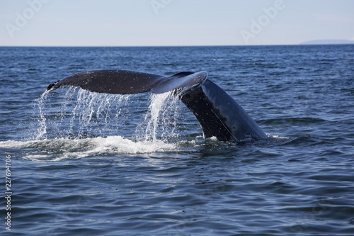 Baleine à bosses