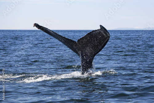 Baleine à bosses © FHoTo