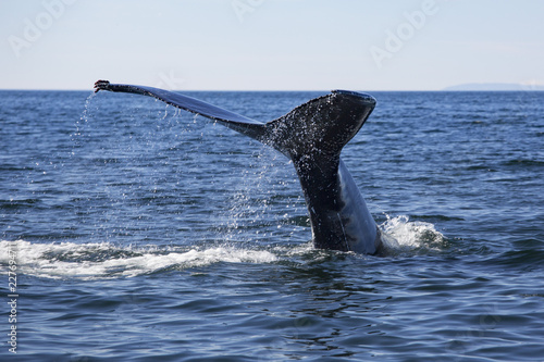 Baleine à bosses photo