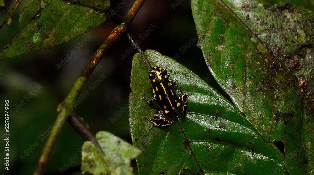 Yellow Poison Dart Frog Yellow Poison Dart Frog