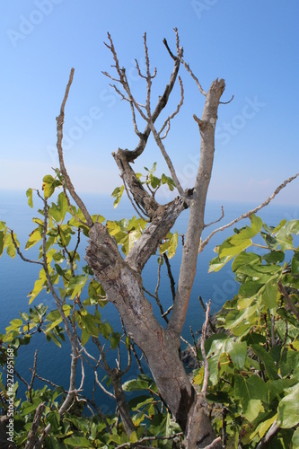 Albero spoglio contorto con cielo e mare photo