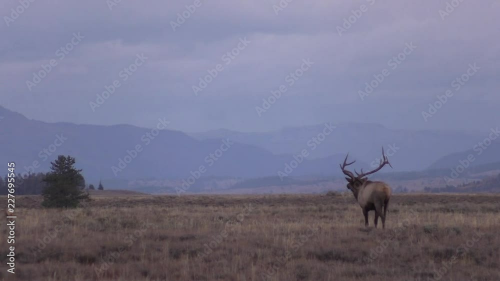 Bull elk in Meadow During the Fall Rut Bull elk in Meadow During the Fall Rut