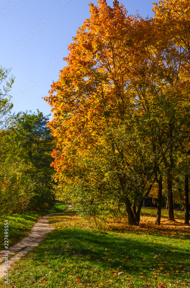Naklejka premium City park in the sunny day in the autumn season