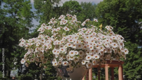 White flowers in a sun, slow motion footage in a vase, green trees, old building in a background photo