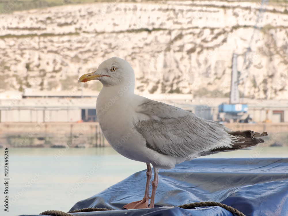 Obraz premium Seagull on the ferry