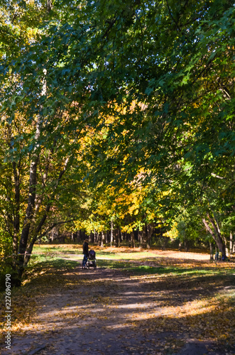 Fototapeta Naklejka Na Ścianę i Meble -  City park in the sunny day in the autumn season
