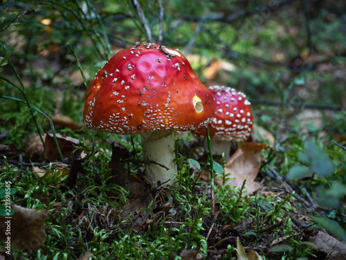 Agaric (amanita muscaria) mushrooms growing strongly in the wild