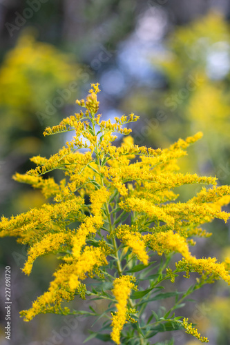 Soft focused goldenrod on a textured background with yellow abstract flowers in the woods ~GOLD RUSH~
