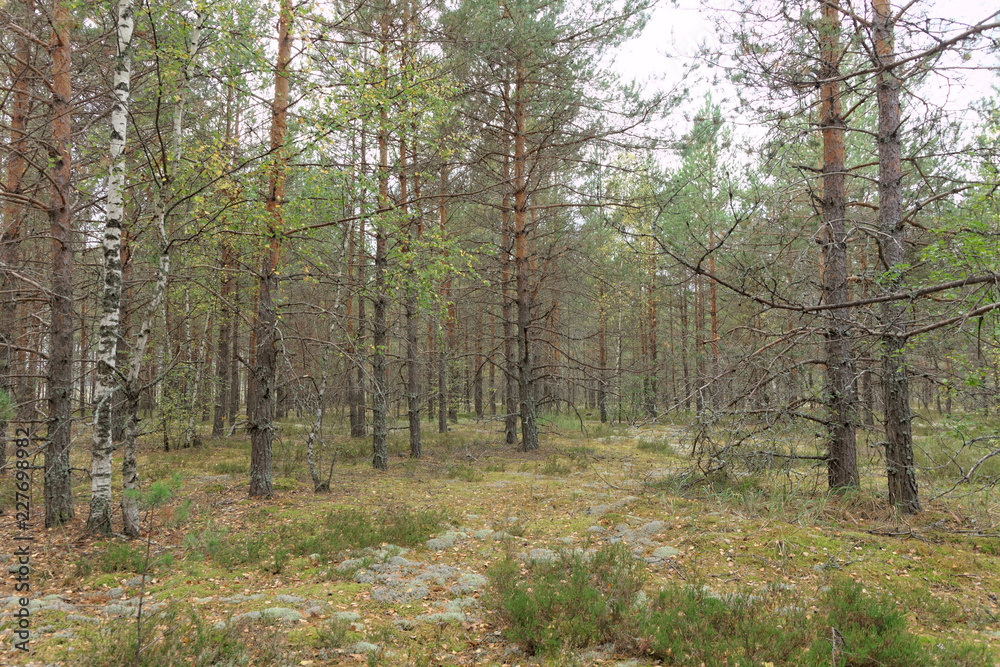 Obraz premium Las jesienią tworzy jesienny nastrój.