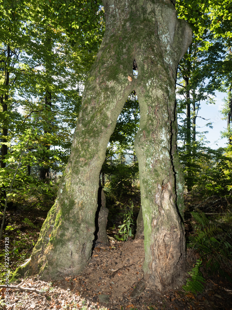 A natural tunnel formed of a split old tree in ancient woodland A natural tunnel formed of a split old tree in ancient woodland