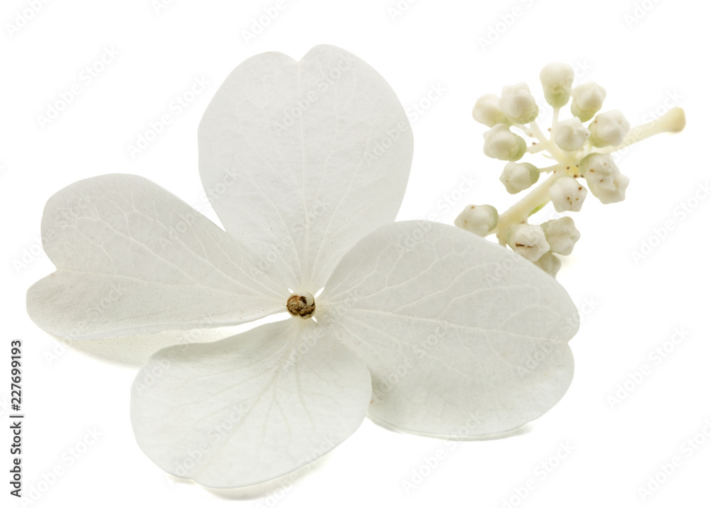 Flower of hydrangea closeup, lat. Hydrangea paniculata, isolated on white background, with clipping path