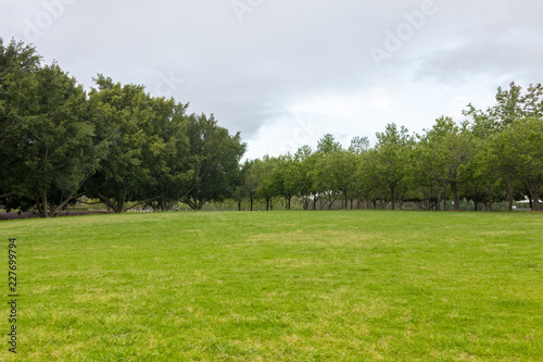 Summer scene with green grass. Surrounded by trees on a cloudy day. Nature background with copy space.