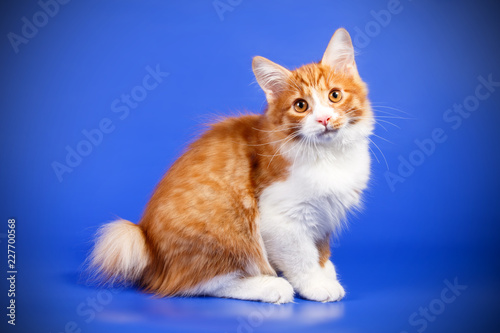 Slika na platnu Kurilian bobtail cat on colored backgrounds