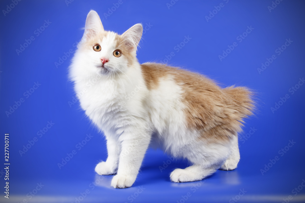 Kurilian bobtail cat on colored backgrounds