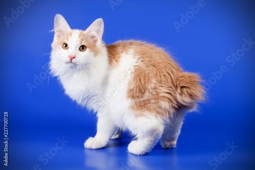 Εκτύπωση καμβά Kurilian bobtail cat on colored backgrounds