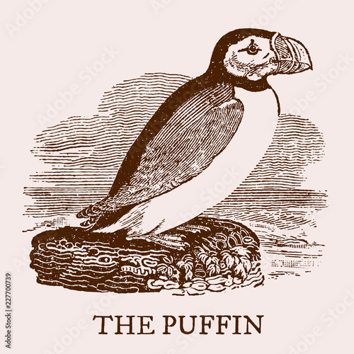 The puffin. Illustration after a vintage woodcut engraving from the 19th century. Easy editable in layers
