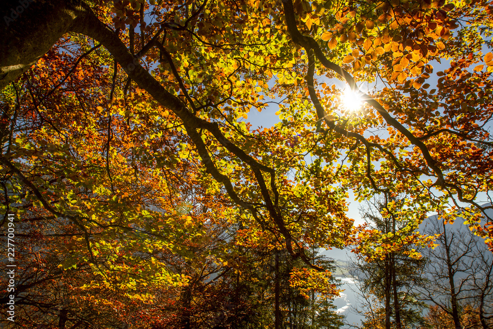 Goldener Herbst Goldener Herbst