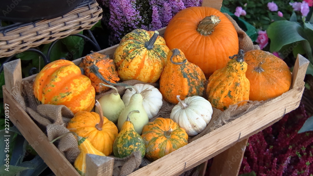 halloween zucche decorative arancioni gialle e arancione in cesta Stock  Photo | Adobe Stock