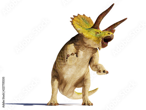 Triceratops horridus dinosaur in action  3d illustration isolated with shadow on white background 