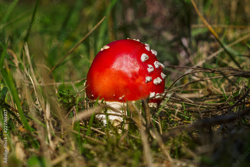 Macro view of one red mushroom growing from ground in the forest. Amanita muscaria, fly agaric. Forest in Croatia. Macro view of one red mushroom growing from ground in the forest. Amanita muscaria, fly agaric. Forest in Croatia.