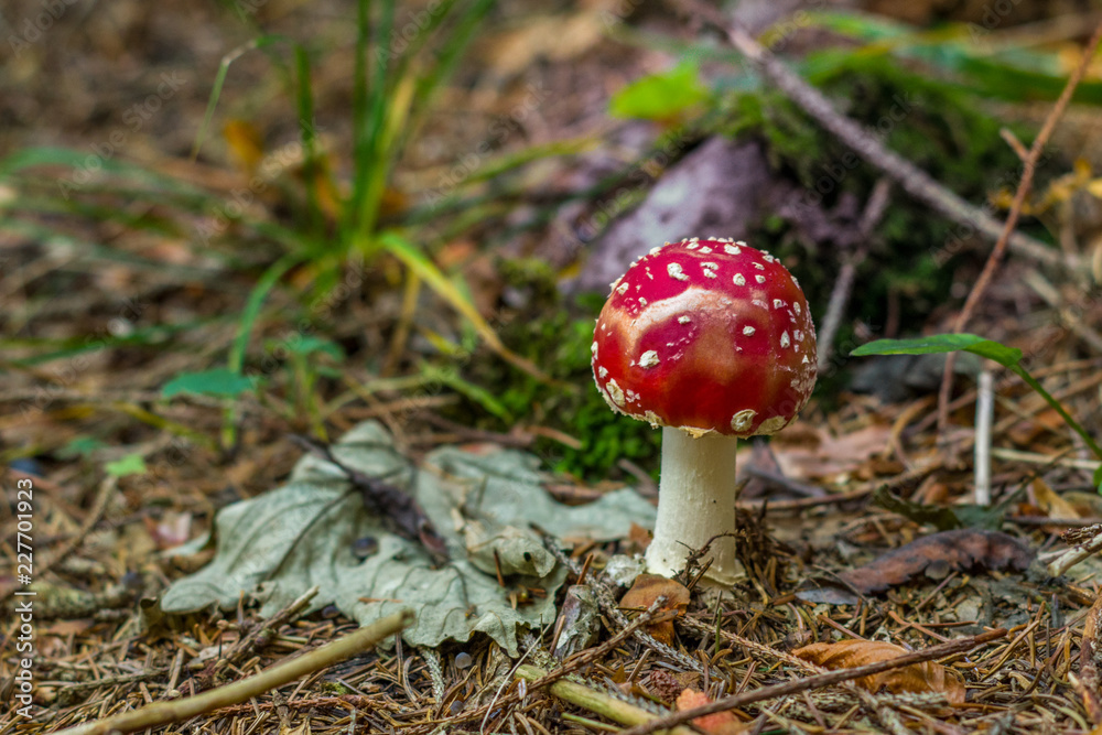 Macro view of one red mushroom growing from ground in the forest. Amanita muscaria, fly agaric. Forest in Croatia. Macro view of one red mushroom growing from ground in the forest. Amanita muscaria, fly agaric. Forest in Croatia.