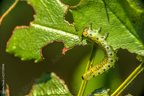 Macro view of one caterpillar eating green leaf in the garden. Blurred background.