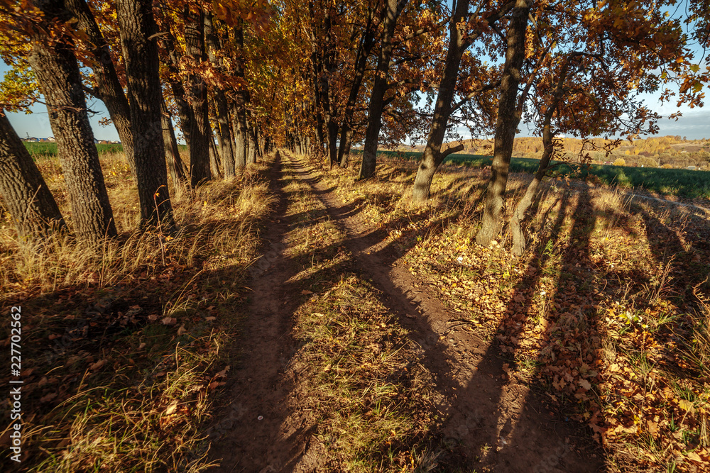 Fototapeta premium Beautiful evening scene in the oak alley, sun rays and long shadows