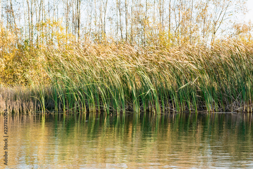 reeds and vegetation in the water, autumn wild nature background