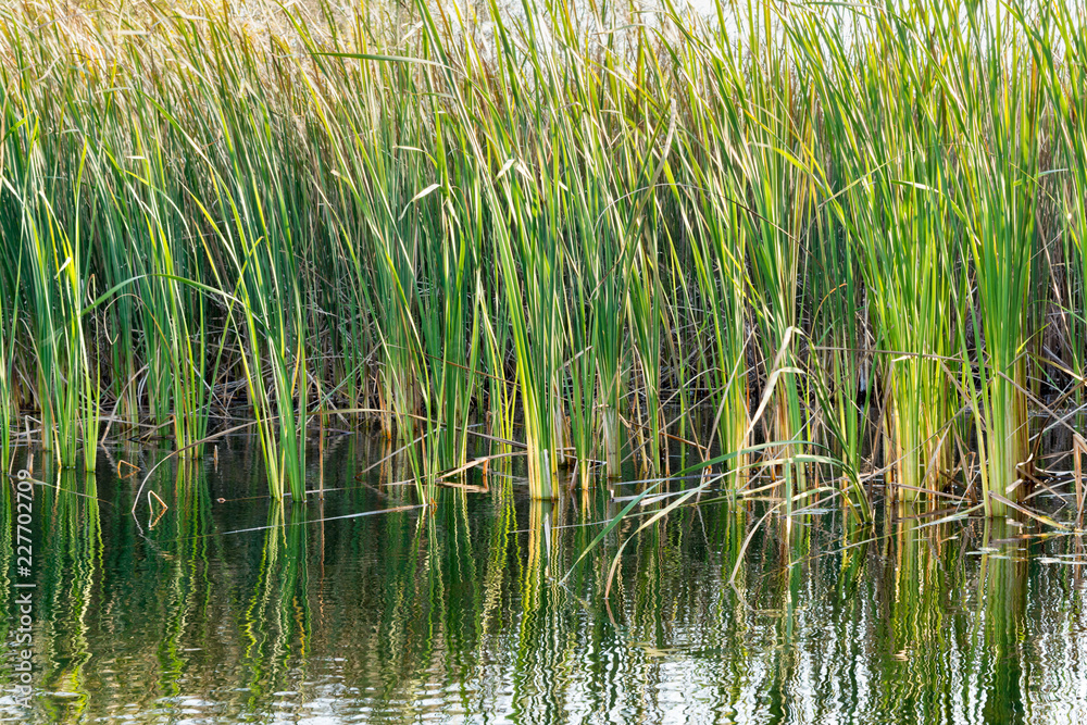 reeds and vegetation in the water, autumn wild nature background reeds and vegetation in the water, autumn wild nature background