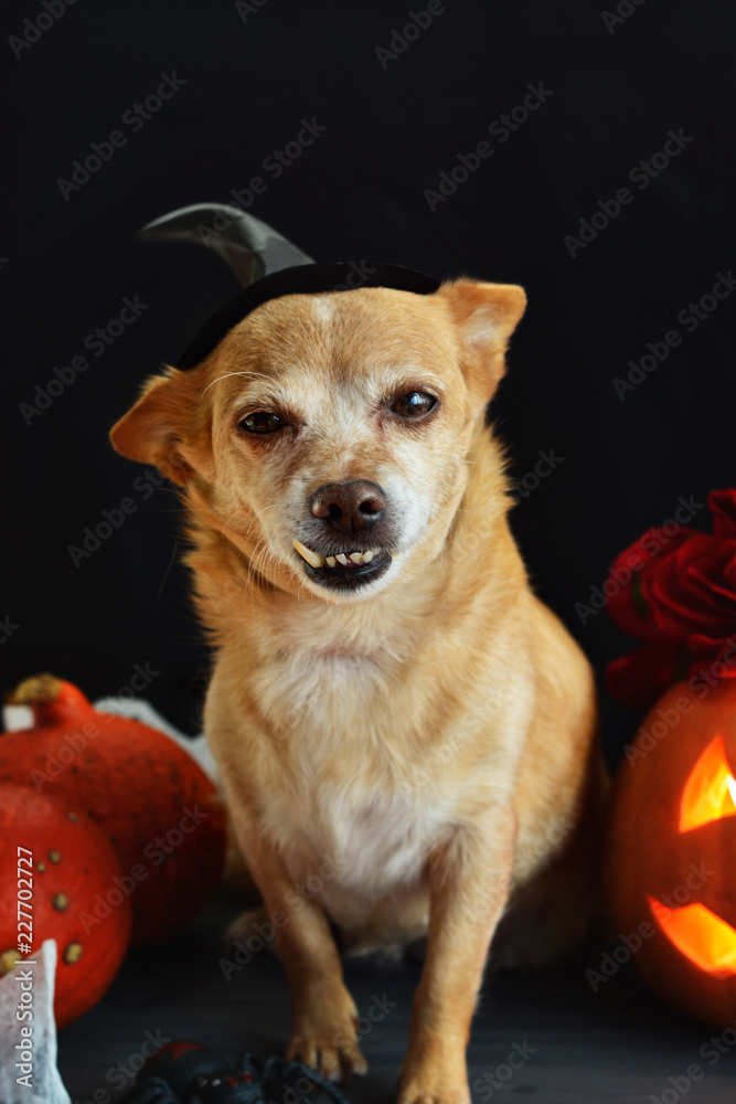 charming little dog with a witch hat surrounded by Halloween pumpkin head jack lantern, spiders and treats charming little dog with a witch hat surrounded by Halloween pumpkin head jack lantern, spiders and treats